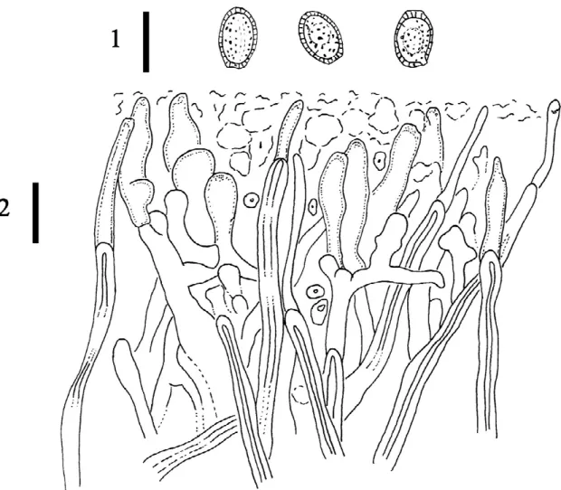 Figure 63 :  Ganoderma  neogibbosum  Welti  &amp;  Courtecuisse  ;  SW  37.  1  =  spores  ;  2  = cellules du revêtement (1 bar = 10 µm) (S