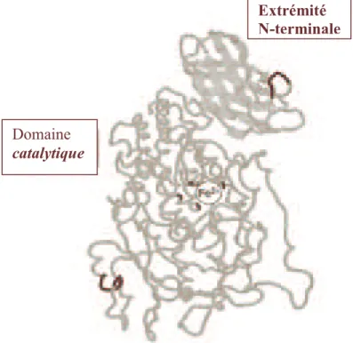Figure 2  : Structure présumée de la 5-lipoxygénase. 