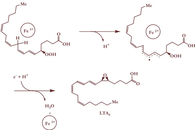 Figure 6  :  Mécanisme de la 5-lipoxygénase. Formation du LTA 4 . 
