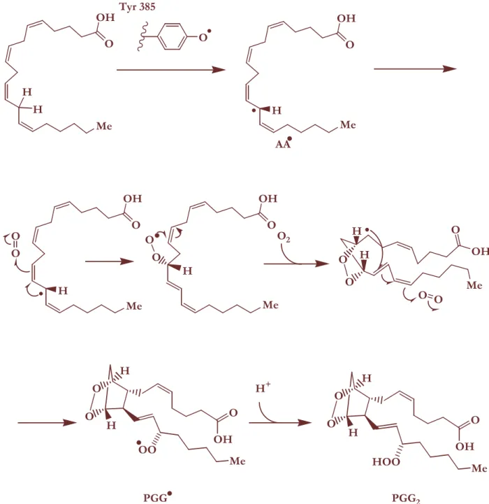 Figure 9  : Mécanisme de l’activité COX. 