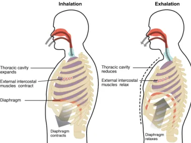 Figure 1.5: Inhalation and exhalation phases of breathing. Illustration taken from Anatomy and Physiology, OpenStax (2013).