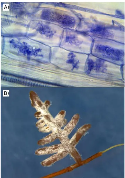 Figure 15. A) Endomycorrhizal infection on Helianthus annuus (Modified from Turrini et al.,  2016)