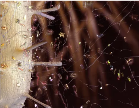 Figure 16. Root section and rhizospheric bacteria. Photo from the National Science Foundation  (NFS)