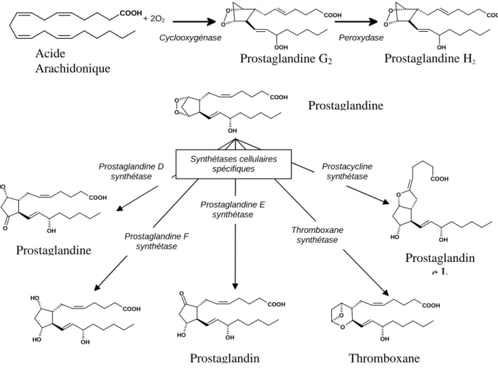 Fig. 9 : Cycle d’activité péroxydase et cyclooxygénase  (adapté de Chandrasekharan N. V et Simmons D