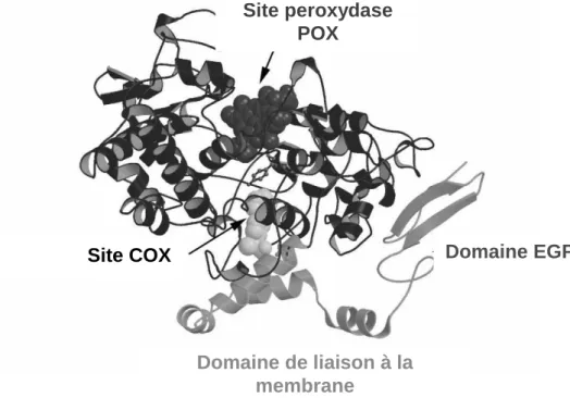 Fig. 11 : Modèle 3D de COX, comportant un noyau hème (en rouge) dans le site peroxydase  et un site COX occupé ici par le Flurbiprofène (jaune) 