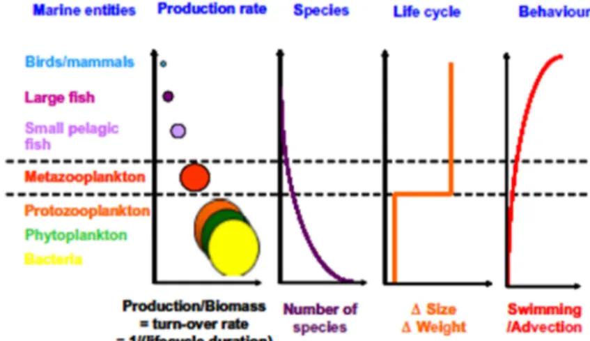 Figure  8 :  Représentation  schématique  des  différences  clés  en  termes  de  production,  de  nombre  d’espèces, de cycle de vie et de comportement natatoire entre les différents niveaux trophiques dans  les écosystèmes marins (Carlotti et Poggiale, 2