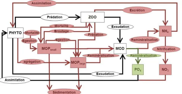 Figure 11 : Schéma conceptuel du modèle NPZD adapté à la Méditerranée via l’adjonction d’un cycle  du phosphore et utilisé dans les travaux du PNEC Chantier Méditerranée jusqu’en 2004 ( e.g 