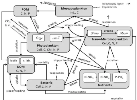 Figure 13 : Schéma conceptuel du modèle Eco3M-Med : groupes fonctionnels, éléments biogènes et  chimiques,  abondances  cellulaires  considérés  et  processus  biogéochimiques  associés