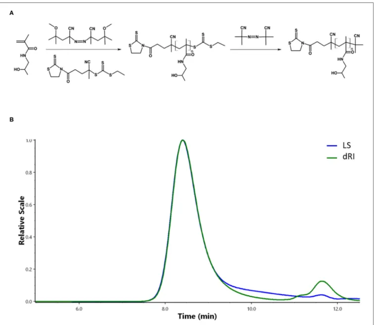 FIGURE 2 | Synthesis and characterizations of pHPMA. (A) RAFT polymerization of HPMA. (B) Chromatogram of pHPMA-TT from SEC.