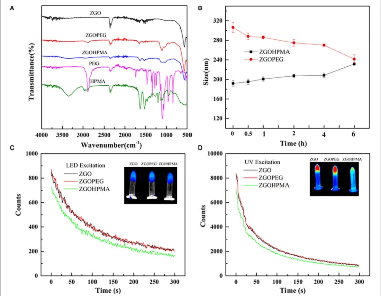 FIGURE 4 | Physico-chemical characterizations of functionalized ZGO. (A) FT-IR spectra of polymers and ZGO-HPMA and ZGO-PEG