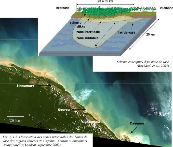 Fig.  C.1.2.  Observation  des  zones  intertidales  des  bancs  de  vase des régions côtières de Cayenne, Kourou et Sinnamary  (image satellite Landsat, septembre 2002) 