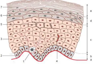 Figure  4:  Structure  de  l’épiderme.  1:  mélanocyte.  2:  kératinocyte  de  la  couche  basale