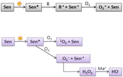 Figure 6 : Dommages induits par les UVA et formation des ERO. Sen : photosensibilisateur ;  Sen* :  photosensibilisateur  excité ;  R :  chromophore ;  Me +  :  cation métallique  (Svobodova  et  al.,  2006)