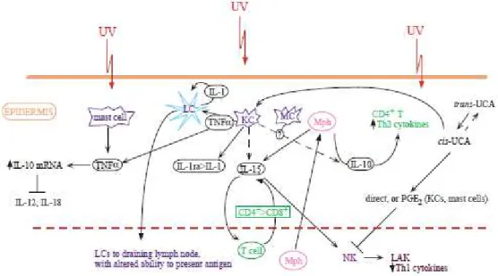 Figure 11 : Les mécanismes de l’immunosuppression induite par les UV. IL, interleukine ;  UCA, acide urocanique ; PGE2 : prostaglandine E2 ; KC, kératinocyte ; LAK, cellule activée par les  lymphokines ; LC, cellule de Langerhans ; MC, mélanocyte ; Mph, mo
