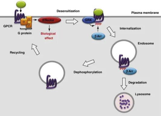 Figure  14 :  Internalisation  et  désensibilisation  des  RCPG.  β  Arr :  β-arrestine ;  GRK :  G- G-protein Receptor Kinase ; PPP : phosphorylation ; GPCR : G-Protein Coupled Receptor (Calebiro  et al., 2010)