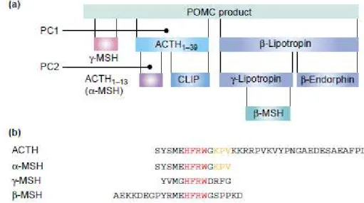 Figure  16:  Représentation  schématique  du  peptide  POMC  et  de  ses  fragments.  (a)  le  peptide  POMC  est  clivé  par  les  prohormones  convertases  PC1  et  PC2