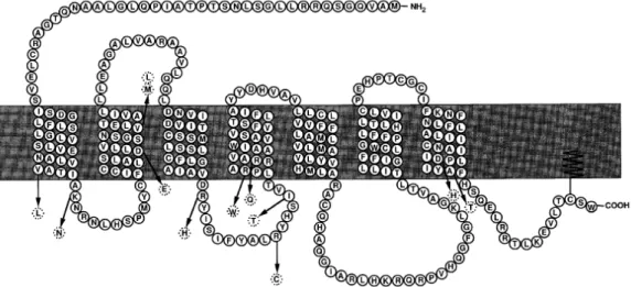 Figure 18: Positions des mutations non fonctionnelles dans la structure primaire du  récepteur MC1R (Box et al., 1997)