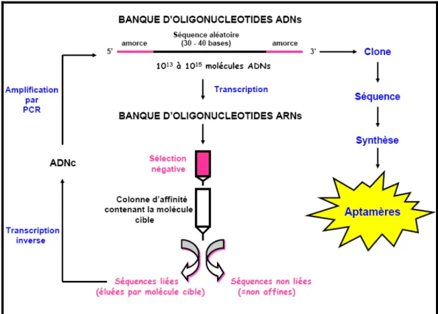 Figure 1 : Principe général de la sélection in vitro d’acides nucléiques par colonne d’affinité (SELEX)