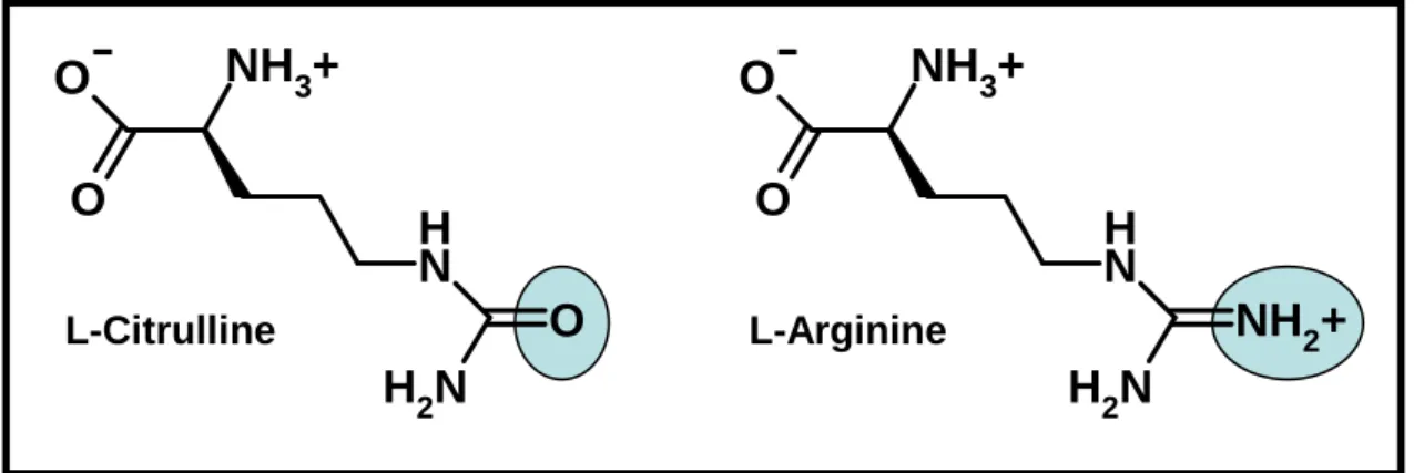 Figure 11 : Structure chimique de la L-citrulline et de la L-Arginine. 