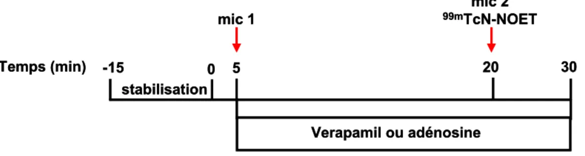 Figure 25. Protocole expérimental mis en œuvre pour les animaux du groupe 1 (Riou  1999)