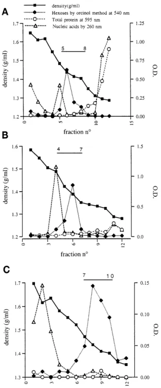 Fig. 2. Immunohistochemistry of paraffin-embedded rat colonic tis- tis-sue after incubation with 1:1,000 anti-rat colonic mucin antiserum.