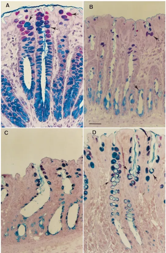 Fig. 5. Thin-section histology of per- per-fused rat colon. Bar 5 10 µm. A: crypt of a control preparation