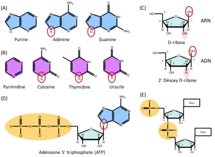 Figure 2-1 : structures chimiques des bases puriques (A) et pyrimidiques (B), des riboses et désoxyriboses (C), d’un exemple de  nucléotide – l’adénosine triphosphate – (D) et d’une chaine d’ARN (E) (en bleu et en violet respectivement noyaux puriques et  
