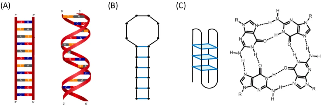 Figure 2-2 : (A) structure secondaire et modélisation 3D d’un duplex d’ADN, (B) structure d’une hairpin et (C) exemple de structure  d’un brin formant des G-quadruplex, et schéma des liaisons hydrogène formées entre les 4 guanines du plan