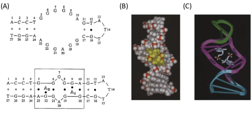 Figure 2-8 : (A) structure secondaire de l’aptamère anti-adénosine en présence (en bas) et en absence (en haut) de cibles (A I  et A II sont les cibles dans le site I et le site II respectivement ; paire de bases de type Watson-Crick (○) et paire de bases 