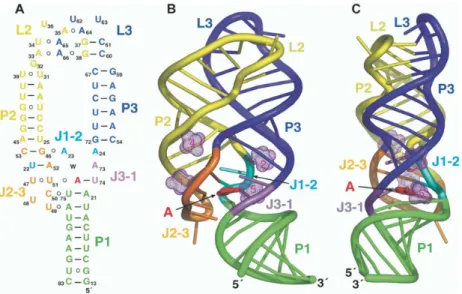 Figure 2-16 : (A) structure secondaire du riboswitch adénine et (B) et (C) modélisation 3D de la conformation fermée  du riboswitch  en présence de cible adapté de la référence  136 