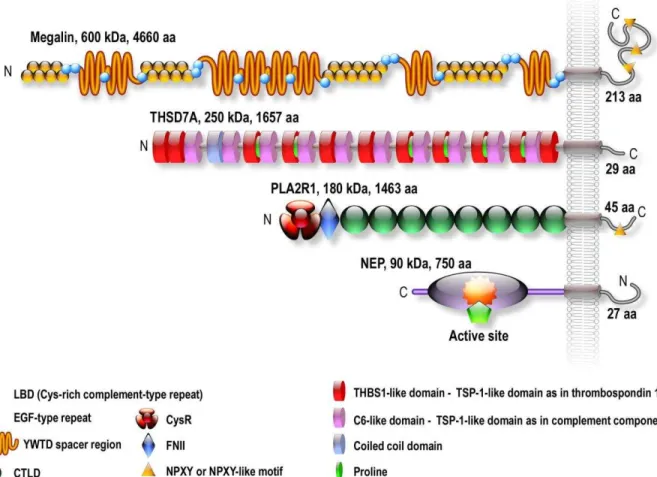 Figure  1.3  – Schematic  structures  of  the  four  antigens  implicated  in  MN.  Megalin  is  the antigen of the Heymann nephritis model