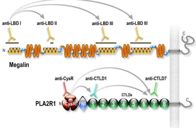 Figure 1.5  –  Schematic representation of the epitope spreading mechanism on megalin  and  PLA2R1