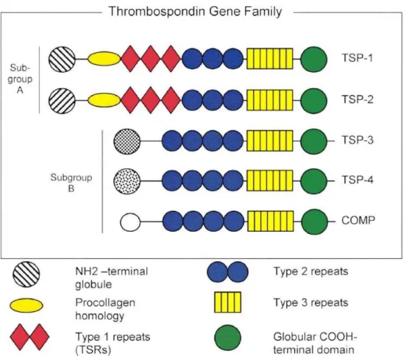 Figure 2.3  –  Schematic illustration of the structural organization of the five members  of  the  Thrombospondin  family