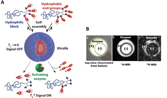 Figure 23: Illustration du mécanisme d’activation des deux types d’architectures synthétisées (A) et  photographie d’un tube RMN de 5 mm de diamètre contenant des micelles non-activées, à l’intérieur d’un  tube de 8 mm de diamètre contenant des micelles ac