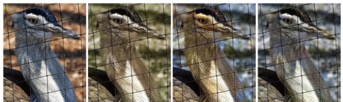 Figure 1.6: From left to right: a natural image taken from ImageNet [Den+09]; three colorized images generated by the colorization method proposed in [LMS16], [ZIE16], and [ISSI16], respectively.