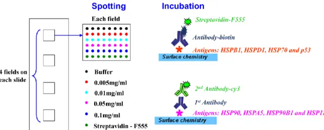 Fig.  1  Scheme  of  protein  microarray  design.  4  proteins  were  spotted  per  slide