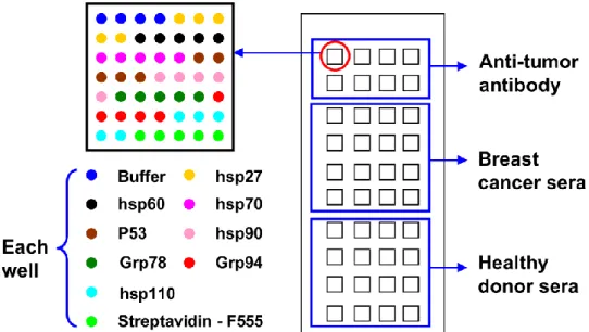 Fig.  2  Scheme  of  protein  chip  design.  Each  micro-well  contains  streptavidin-F555,  buffer,  HSPB1,  HSPD1,  HSP70, p53, HSP90, HSPA5, HSP90B1 and HSP110 spotted in 5 replicates