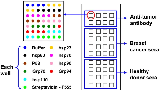 Fig.  2  Scheme  of  protein  chip  design.  Each  micro-well  contains  streptavidin-F555,  buffer,  HSPB1,  HSPD1,  HSP70, p53, HSP90, HSPA5, HSP90B1 and HSP110 spotted in 5 replicates