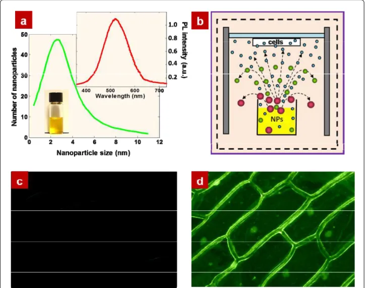 Figure 2 illustrates the relationship between the inte- inte-grated luminosity per one cell and vertical distance from the cell holder to the suspension surface (see relationship between the integrated luminosity per one cell and horizontal distance from t