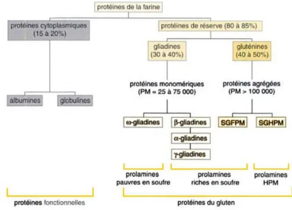 Figure I.6 : Rapprochement des classifications d'Osborne et de Shewry pour les protéines de blé (d’après Feillet 14 ) 