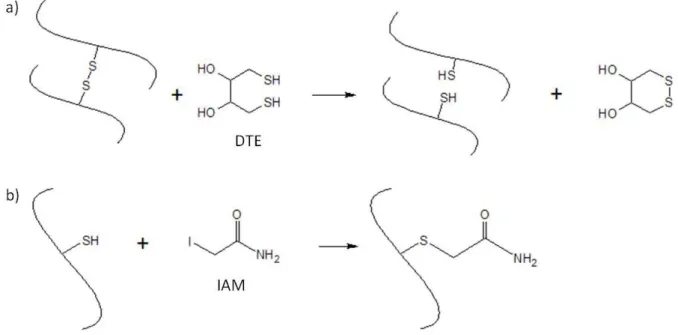 Figure II.10 : Schéma de la réduction des liaisons disulfures par le DTE (a) et schéma de l'alkylation des groupements  thiols libres par l'IAM (b) 