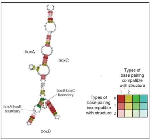 Figure 3: Structures secondaires prédites des séquences Box répétées. Ces structures  sont obtenues après alignement de 30 séquences du génome de S