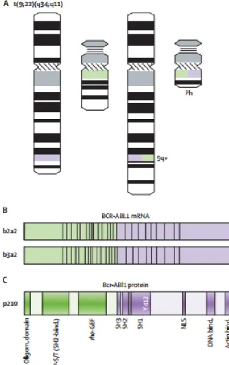 Figure 4 Philadelphia Chromosome (Ph), Bcr-Abl protein and its mRNA structure 