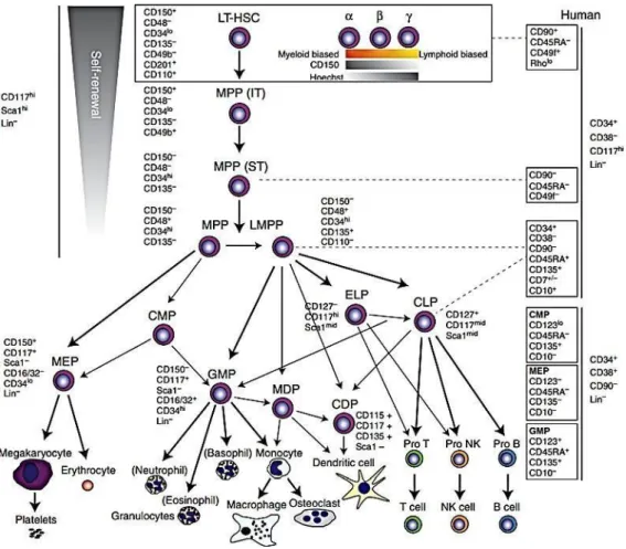 Figure 7.Hematopoiesis and lineage differentiation 98
