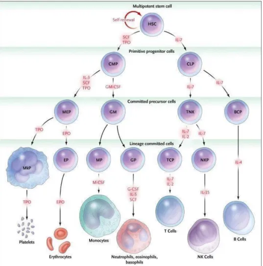 Figure 9. Growth factors involved in hematopoietic differentiation  123