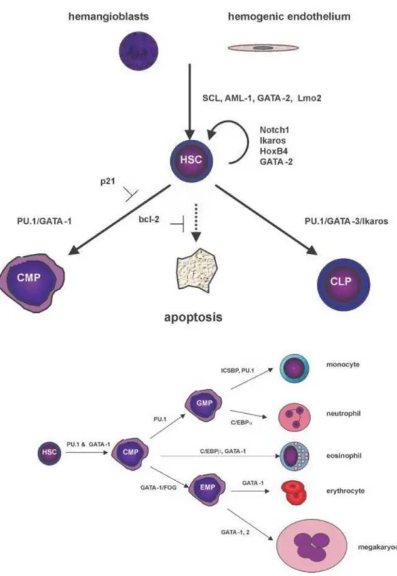 Figure 10. Role of transcription factors in hematopoiesis  133