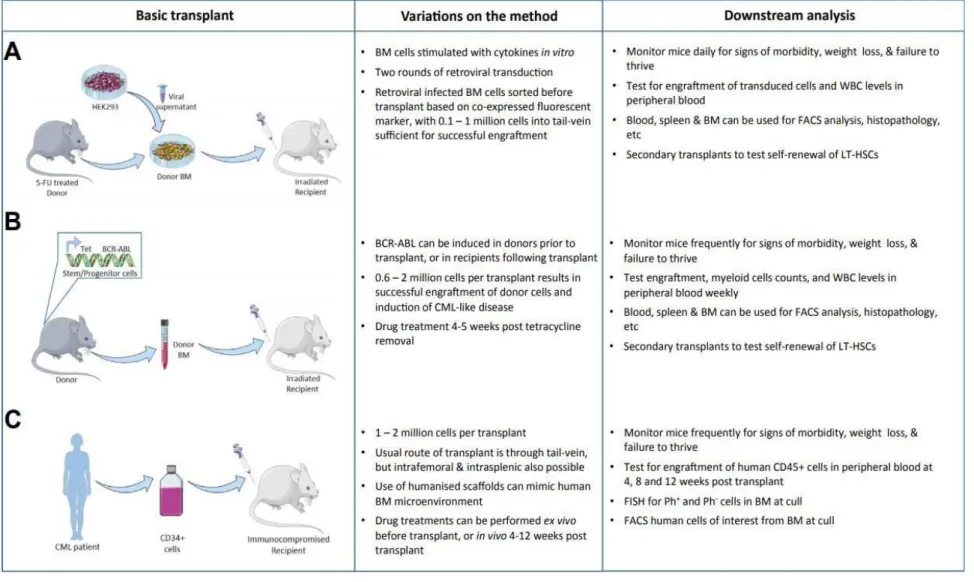 Figure 11. In vivo models of CML: A) Retroviral transduction/transplantation model B) SCLtTA/BCR-ABL transgenic model  and C) Xenograft model  156