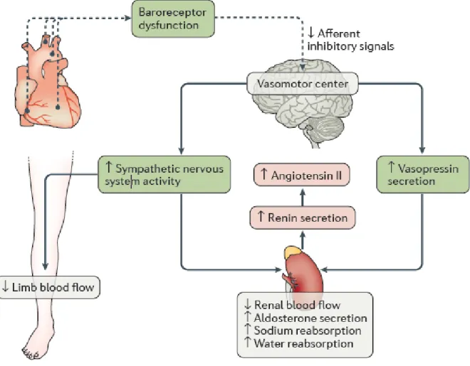 Figure 5 : schéma représentatif des mécanismes neuro-hormonaux activés lors de l’IC. 