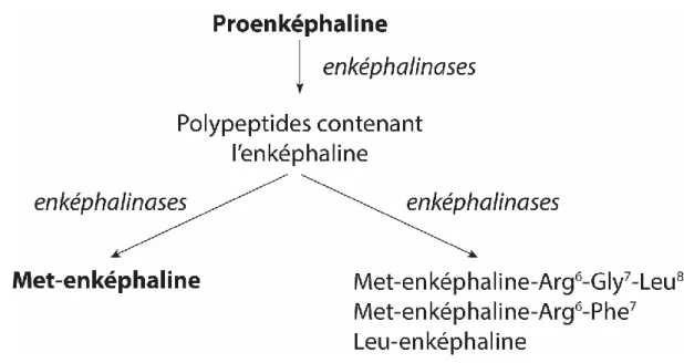 Figure 7 : schéma de la voie de production des enképhalines depuis la proenképhaline. 