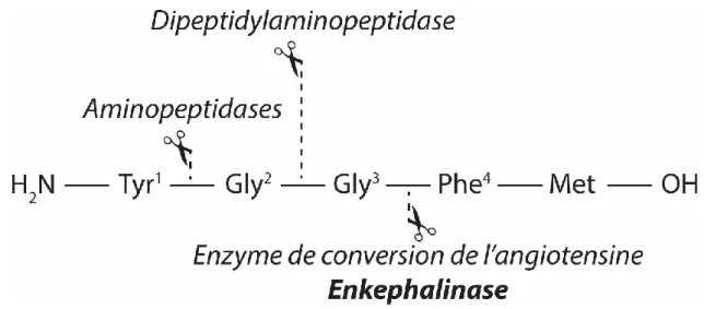 Figure 11 : sites de clivage des enképhalines en fonction des enzymes 